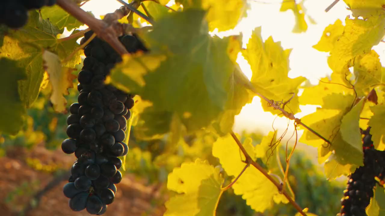 Tenute Mokarta – Brand content: video di Andrea Cosi